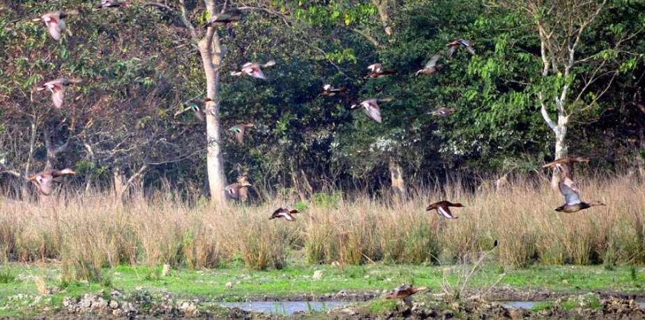 Tral Wildlife Sanctuary, Pulwama, Jammu and Kashmir - Vushii.com Tral Wildlife Sanctuary, Pulwama, Jammu and Kashmir - Vushii.com